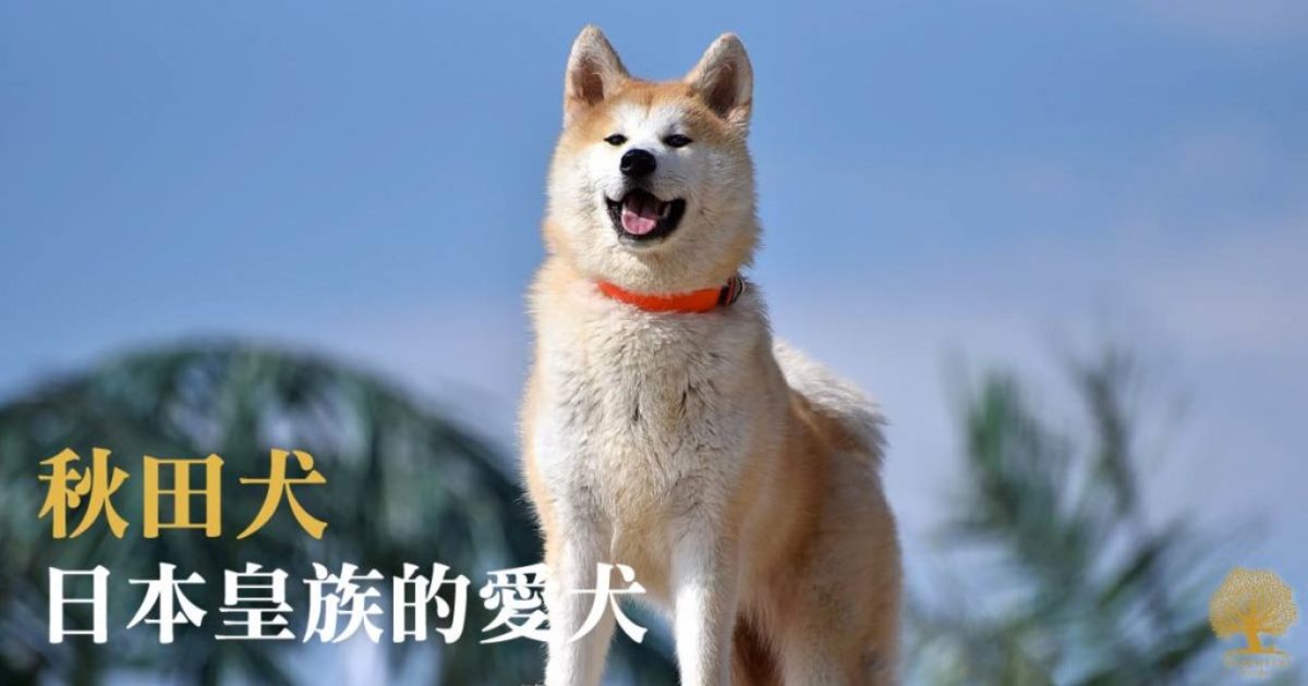 日本皇族的愛犬 – 秋田犬