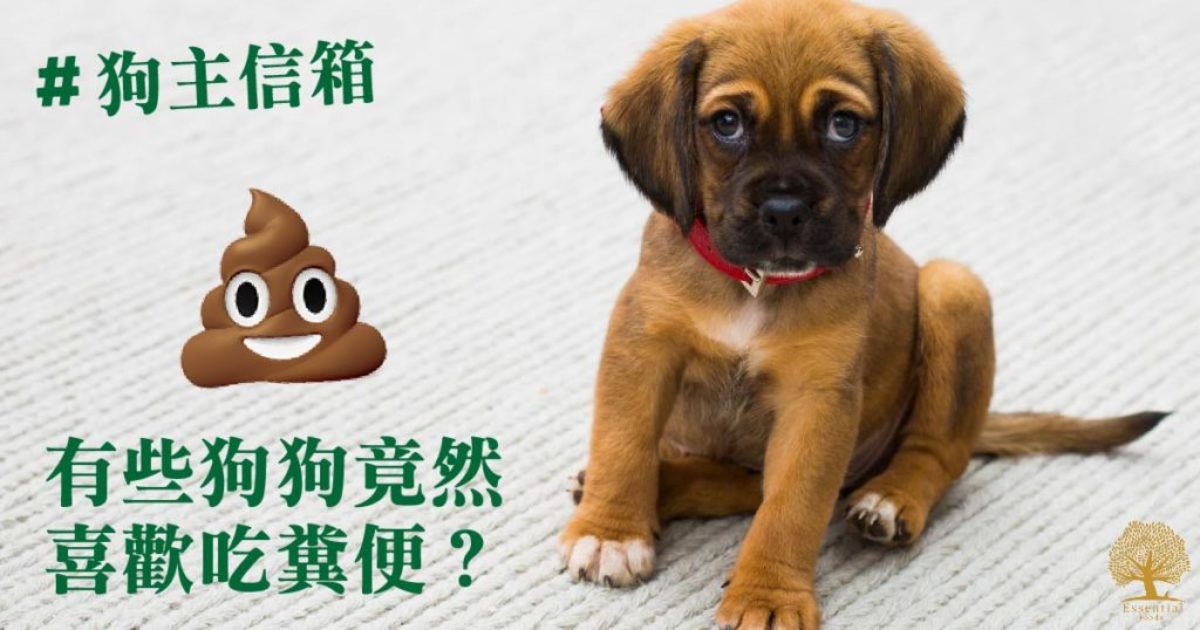 狗主信箱：有些狗狗竟然喜歡吃糞便？