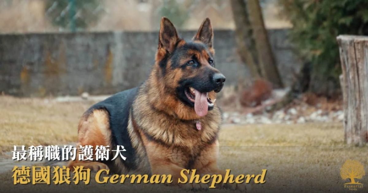 最稱職的護衛犬 － 德國狼狗 German Shepherd