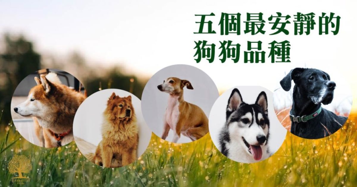 5個最安靜的狗狗品種